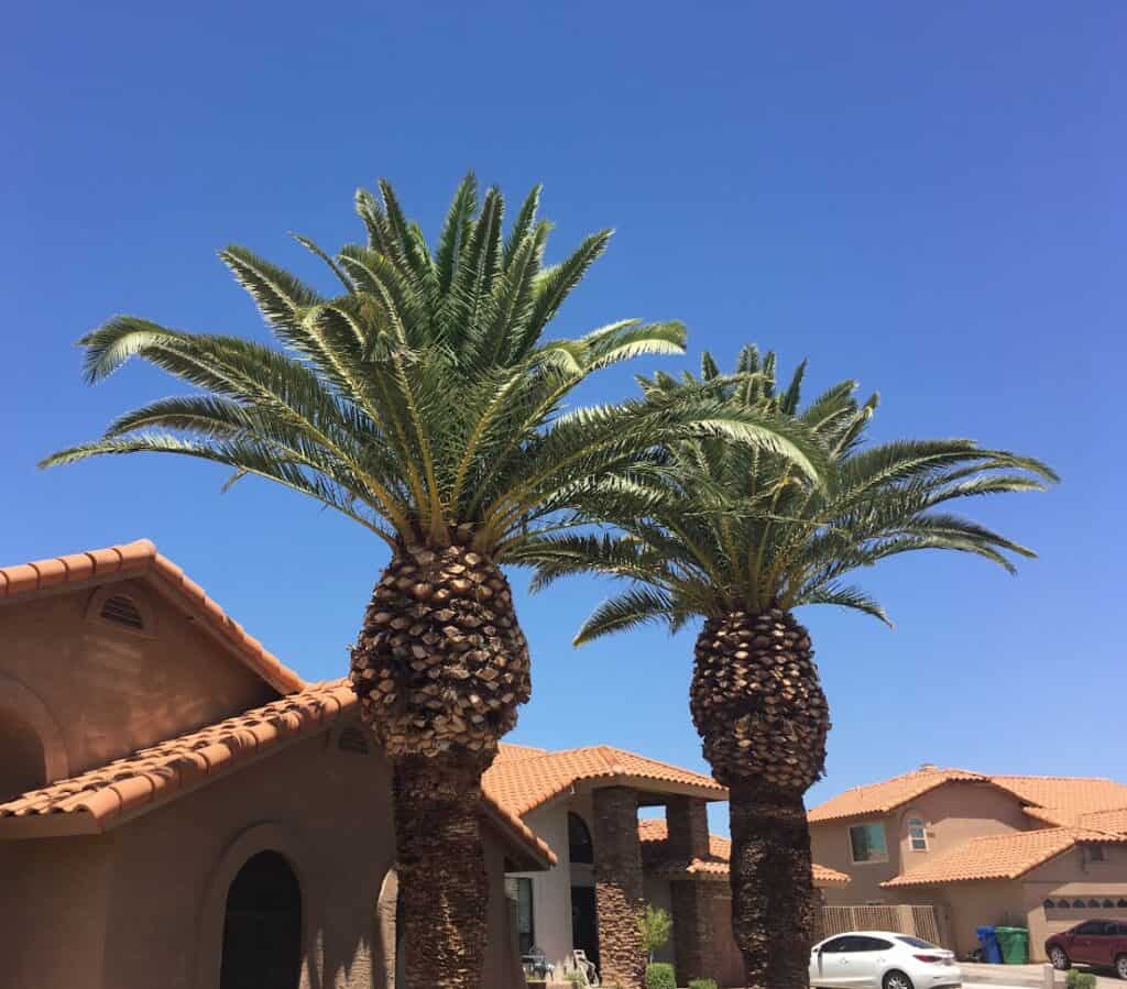 Tree Removal Services | Arizona Urban Arborist | Safe & Professional