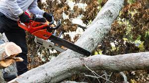 Tree Removal Services | Arizona Urban Arborist | Safe & Professional